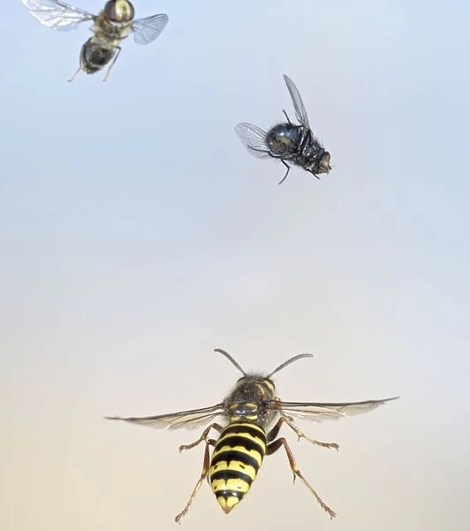 Median Wasp - in flight - chasing flies - Bedfordshire UK 007695