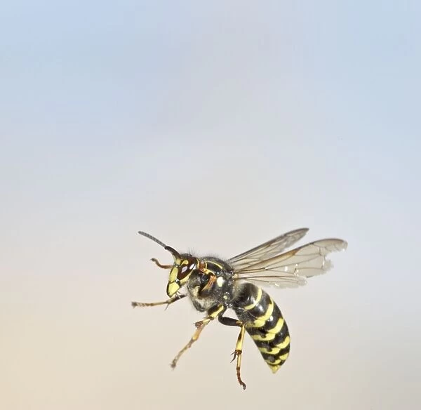 Median Wasp - in flight - large aggressive wasp getting common in UK - Bedfordshire UK 007690