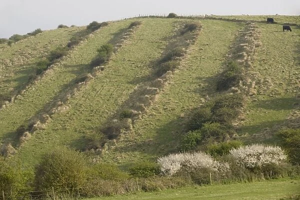 Medieval lynchets on limestone downland. Old cultivation terraces, near Worth Matravers, Dorset