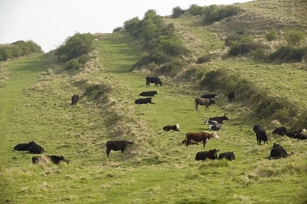 Medieval lynchets on limestone downland. Old cultivation terraces. Grazed with cattle. near Worth Matravers, Dorset