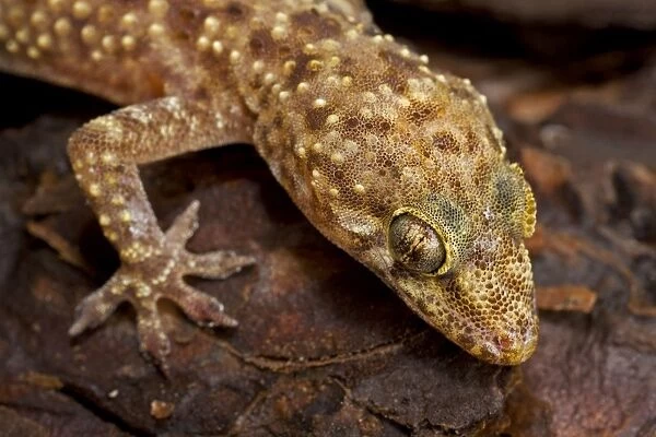 Mediterranean Gecko - Head shot - Native to the Mediterranean regions of Europe and northern Africa - Introduced to the southeastern United States and elsewhere in the world Louisiana - USA