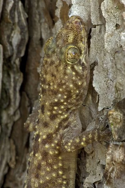Mediterranean Gecko - Louisiana - USA - Native to the Mediterranean regions of Europe and northern Africa - Introduced to the southeastern United States and elsewhere in the world - Found around human habitation