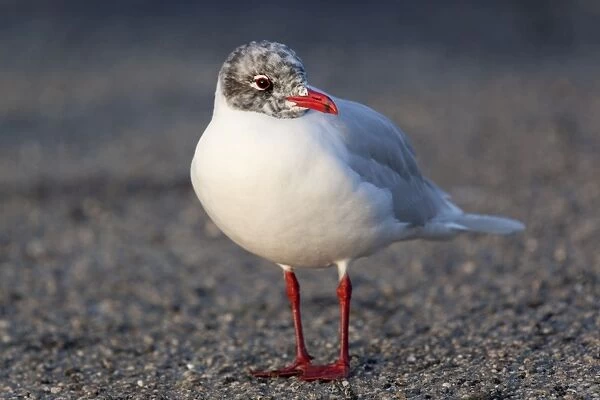 Mediterranean Gull - adult late winter - Cornwall - UK