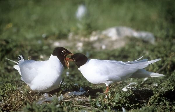 Mediterranean Gull - male feeding female
