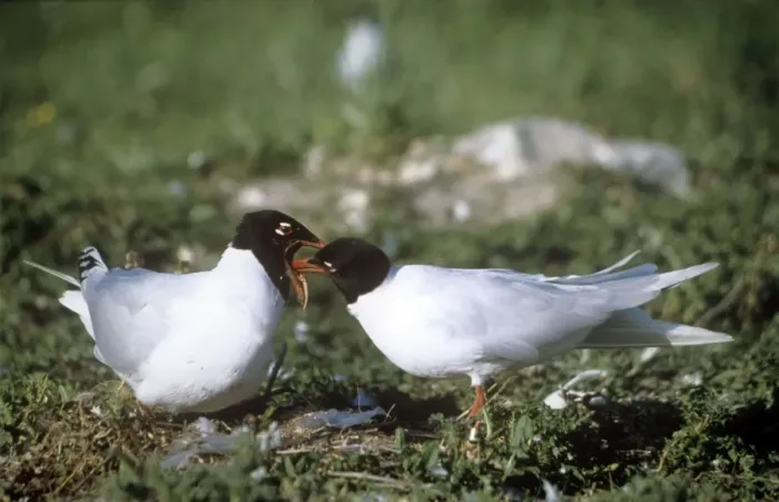 Framed Print : Mediterranean Gull - male feeding female Framed Print : Mediterranean Gull - male feeding female