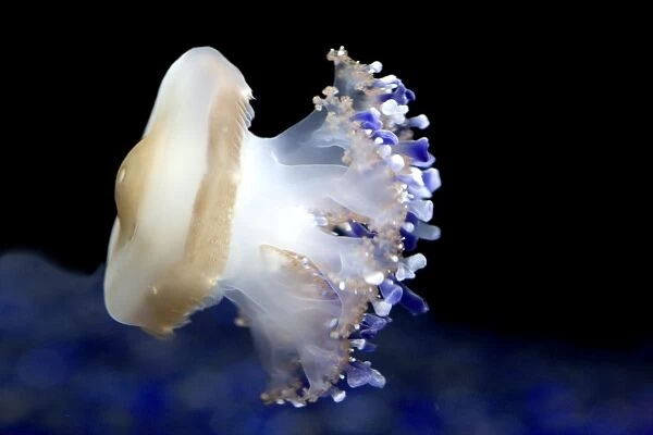 Mediterranean Jellyfish - Commonly found in the Mediterranean sea - Photographed at Monterey Bay Aquarium - Monterey - California - USA