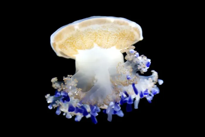 Framed Print : Mediterranean Jellyfish - Commonly found in the Mediterranean sea - Photographed at Monterey Bay Aquarium - Monterey - California - USA Framed Print : Mediterranean Jellyfish - Commonly found in the Mediterranean sea - Photographed at Monterey Bay Aquarium - Monterey - California - USA