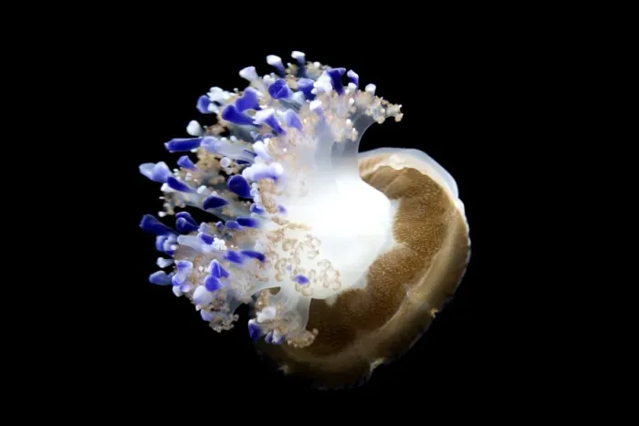 Framed Print : Mediterranean Jellyfish - Commonly found in the Mediterranean sea - Photographed at Monterey Bay Aquarium - Monterey - California - USA Framed Print : Mediterranean Jellyfish - Commonly found in the Mediterranean sea - Photographed at Monterey Bay Aquarium - Monterey - California - USA
