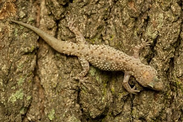 Mediterrranean Gecko - showing regenerated tail - Introduced to New Orleans in the 1940's on ships in the port - Native to Old World - lives around human habitation - Louisiana