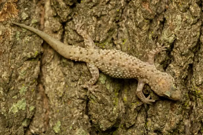 Framed Print : Mediterrranean Gecko - showing regenerated tail - Introduced to New Orleans in the 1940's on ships in the port - Native to Old World - lives around human habitation - Louisiana