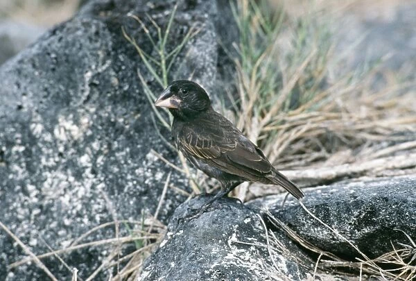 Medium Ground Finch - male, endemic. Hood Island, Galapagos
