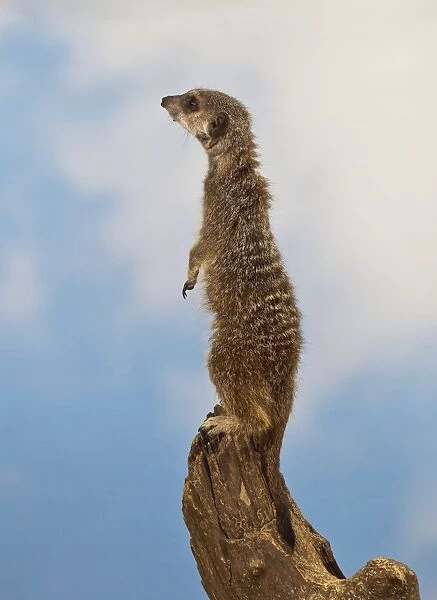 Meercat - adult on look out stump - controlled conditions 13143