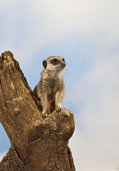 Meercat - adult on look out stump - controlled conditions 13149