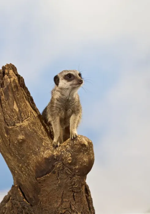 Framed Print : Meercat - adult on look out stump - controlled conditions 13149 Framed Print : Meercat - adult on look out stump - controlled conditions 13149