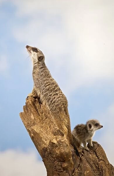 Meercat - youngster and adult on look out stump - controlled conditions 13132