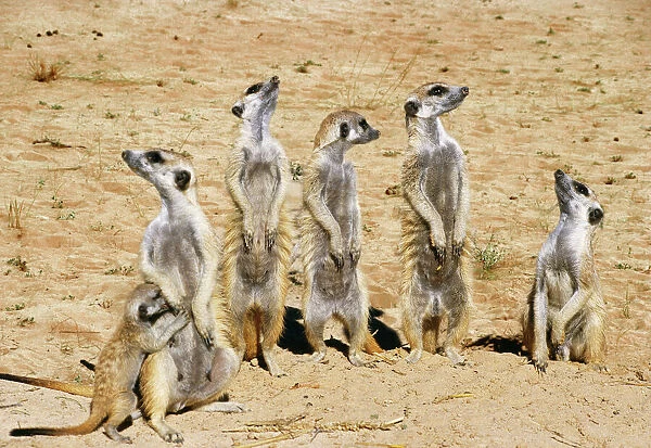 Meercats  /  Suricates - on look out all looking in different directions