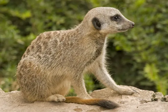 Framed Print : Meerkat - juvenile sitting down Framed Print : Meerkat - juvenile sitting down