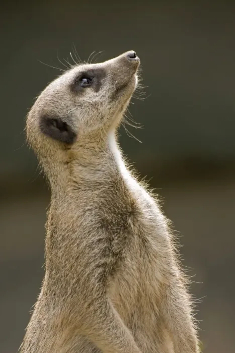 Framed Print : Meerkat - looking up Framed Print : Meerkat - looking up