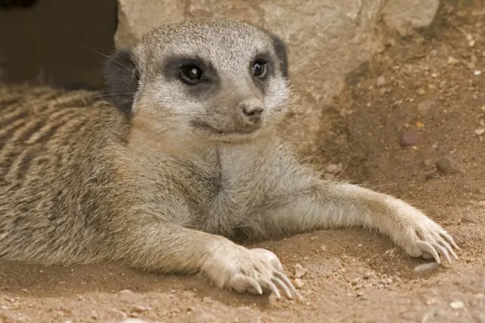 Framed Print : Meerkat - lying down with claws outstretched Framed Print : Meerkat - lying down with claws outstretched