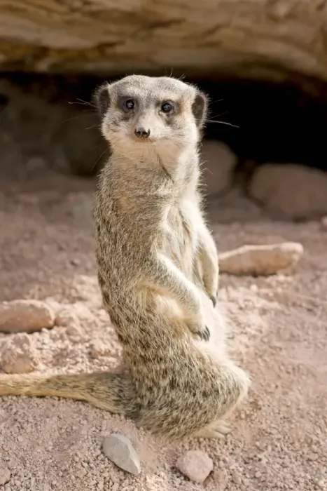 Framed Print : Meerkat / Suricarte Framed Print : Meerkat / Suricarte