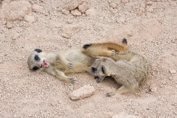 Framed Print : Meerkat / Suricarte - babies playing Framed Print : Meerkat / Suricarte - babies playing