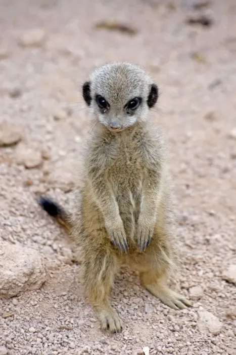 Framed Print : Meerkat / Suricarte - baby Framed Print : Meerkat / Suricarte - baby