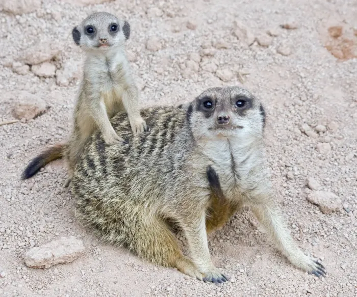 Framed Print : Meerkat / Suricarte - mother and baby Framed Print : Meerkat / Suricarte - mother and baby
