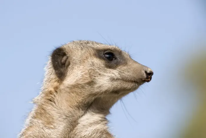 Framed Print : Meerkat / Suricate Framed Print : Meerkat / Suricate