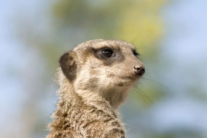 Framed Print : Meerkat / Suricate Framed Print : Meerkat / Suricate