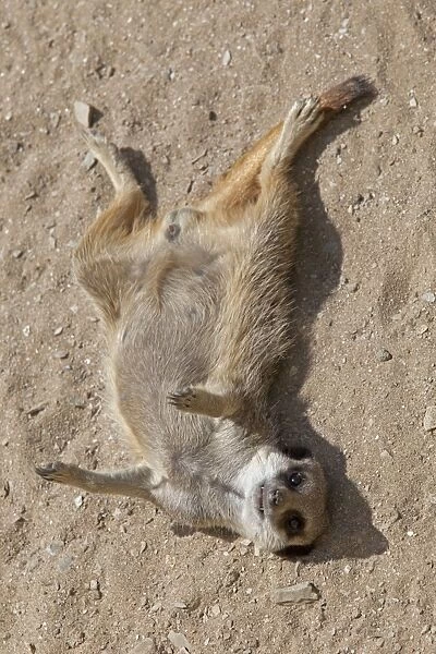 Meerkat  /  Suricate - lying on back - Wildlife Park - Combe Martin - Devon - UK