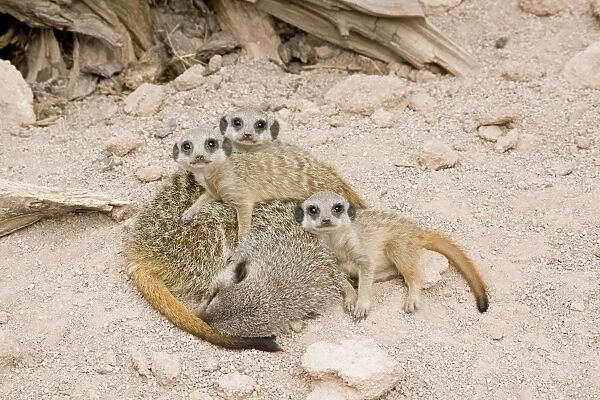 Meerkat  /  Suricate - sleeping mother & babies