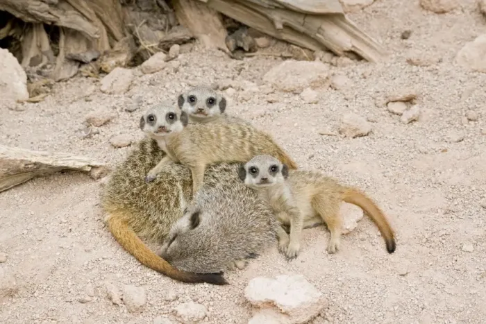 Framed Print : Meerkat / Suricate - sleeping mother & babies Framed Print : Meerkat / Suricate - sleeping mother & babies