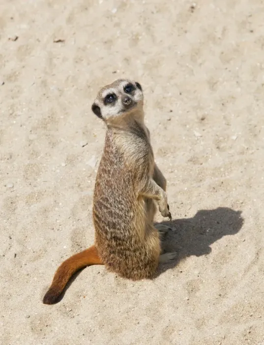 Framed Print : Meerkat / Suricate - Wildlife Park Combe Martin Devon UK Framed Print : Meerkat / Suricate - Wildlife Park Combe Martin Devon UK