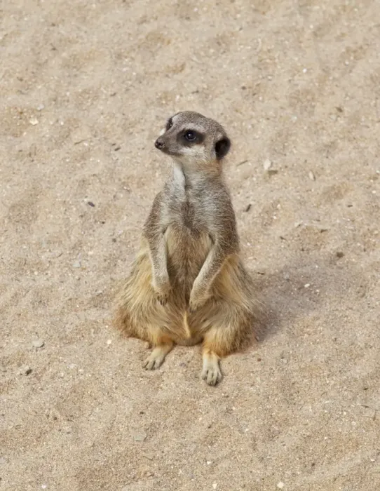 Framed Print : Meerkat  /  Suricate - Wildlife Park Combe Martin Devon UK
