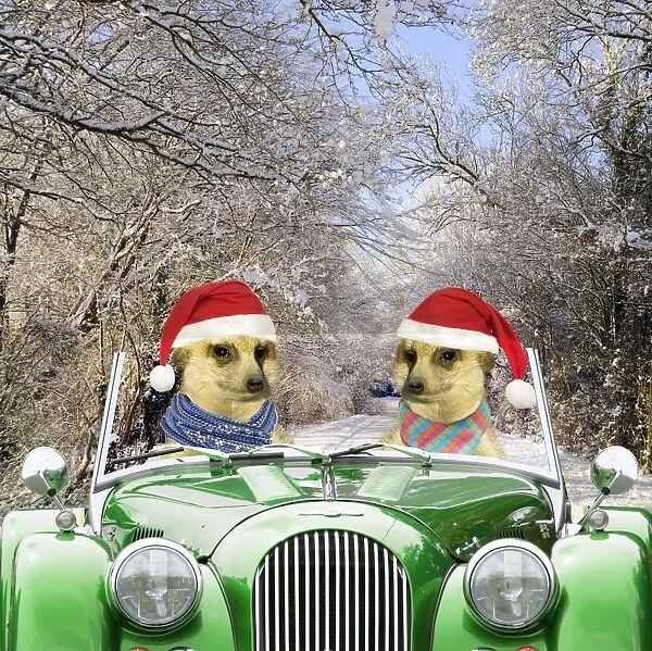 Meerkats - driving car through snow scene wearing Christmas hats