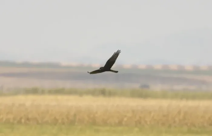 Framed Print : Melanistic Montagues Harrier - In flight. Southern Spain September Framed Print : Melanistic Montagues Harrier - In flight. Southern Spain September