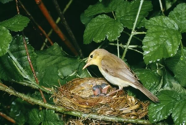 Melodious Warbler DE 113 At nest with young Hippolais polyglotta © M. D. England  /  ARDEA LONDON
