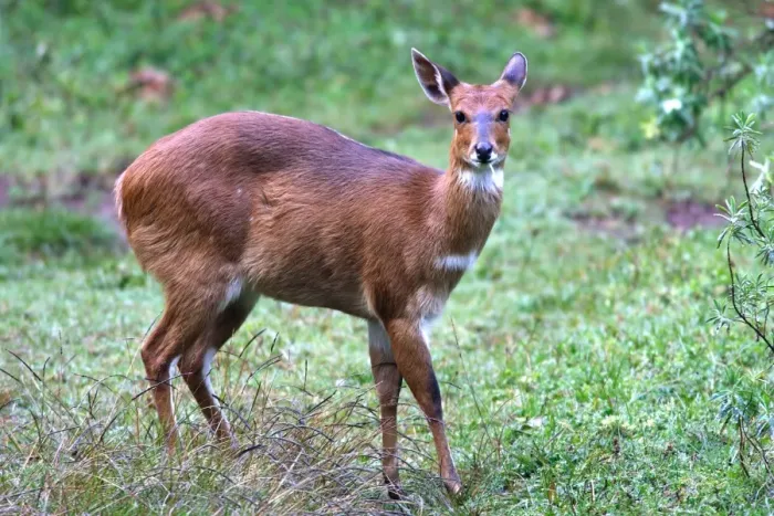 Framed Print : Menelik's Bushbuck. Endemic species. Bale Mountains - Ethiopia - Africa Framed Print : Menelik's Bushbuck. Endemic species. Bale Mountains - Ethiopia - Africa