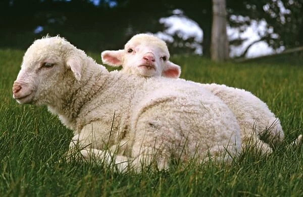 Merino lamb - peering over shorn mother's back Geelong, Victoria, Australia JLR05144