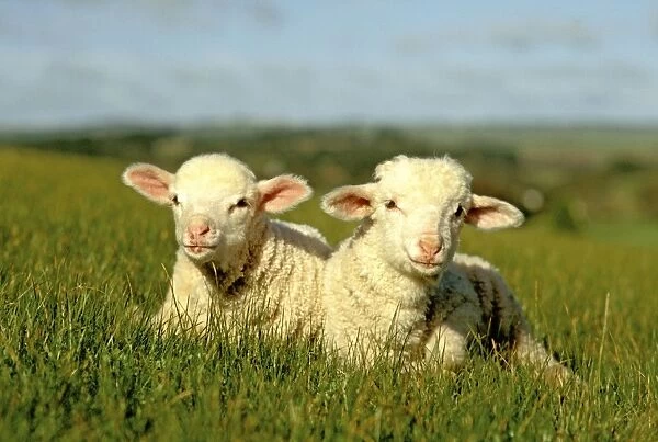 Merino lambs - lying down in grass Victoria, Australia JLR05139