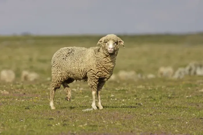 Framed Print : Merino Sheep Framed Print : Merino Sheep