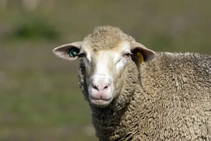 Framed Print : Merino Sheep Framed Print : Merino Sheep