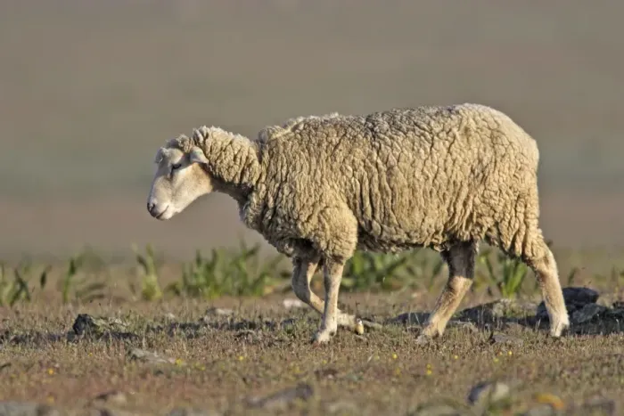 Framed Print : Merino Sheep Framed Print : Merino Sheep