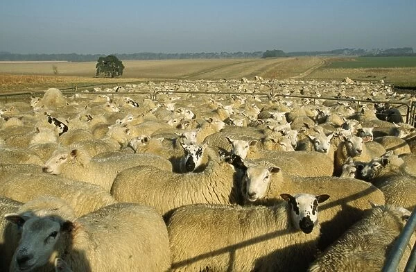 Merino Sheep Breckland, Norfolk, UK