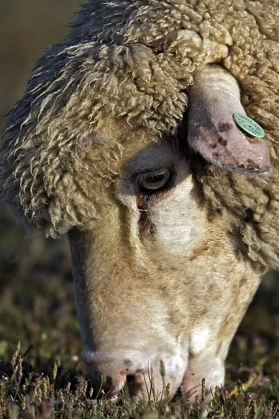 Merino Sheep - Feeding