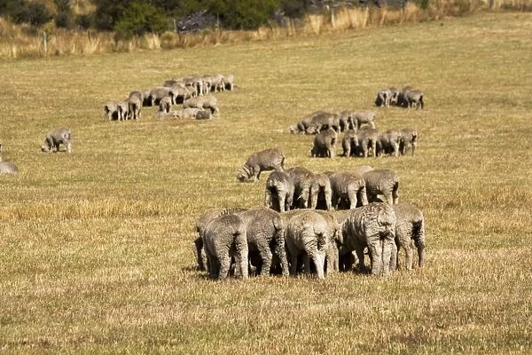 Merino sheep grazing in small groups trying to avoid flies. Mackenzie Country - South Island - New Zealand