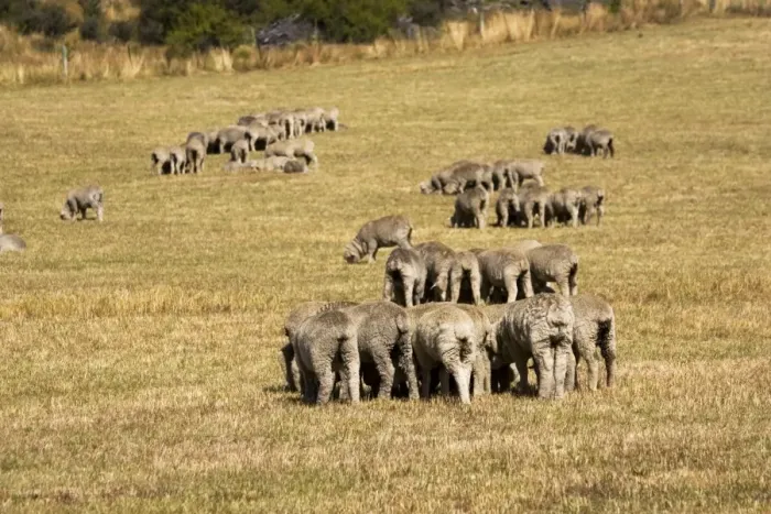 Framed Print : Merino sheep grazing in small groups trying to avoid flies. Mackenzie Country - South Island - New Zealand Framed Print : Merino sheep grazing in small groups trying to avoid flies. Mackenzie Country - South Island - New Zealand