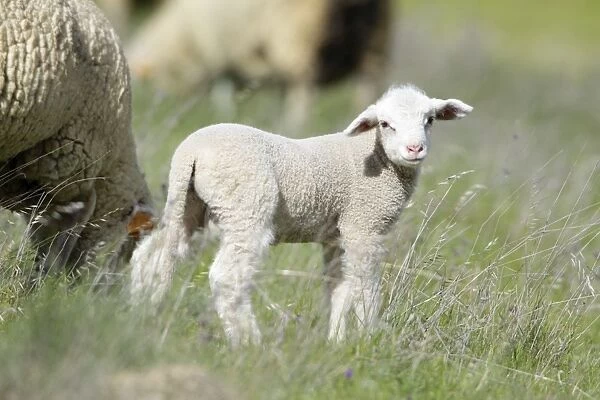 Merino Sheep - lamb, Alentejo, Portugal
