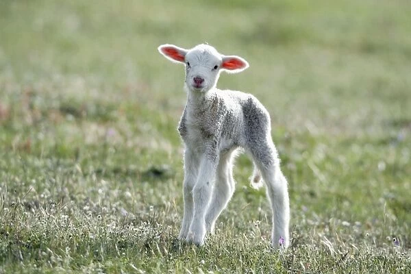 Merino Sheep - lamb, Alentejo, Portugal