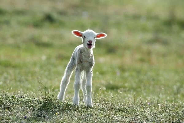 Merino Sheep - lamb, calling for its mother, Alentejo, Portugal